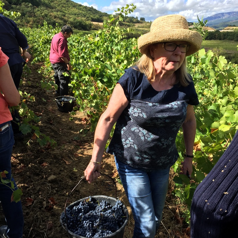 Lady on the tour picking grapes in the Languedoc vineyard