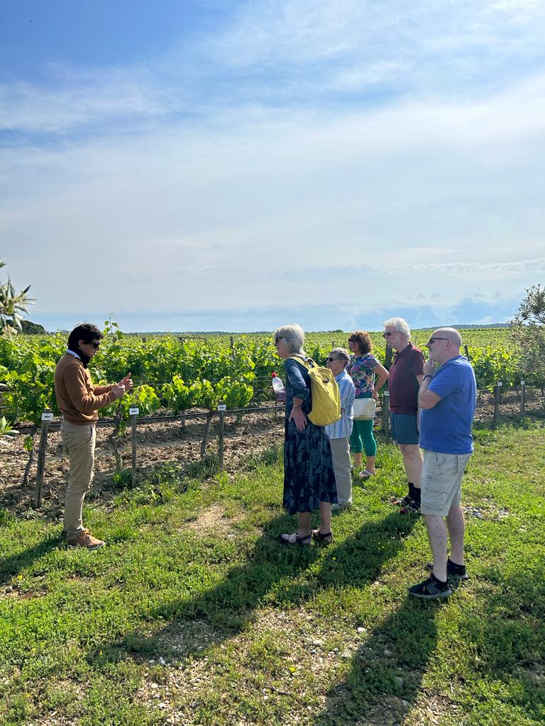 beautiful vineyard tour France